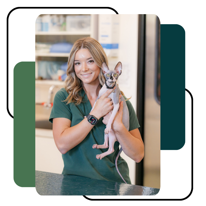 Staff holding cat Staff holding cat
