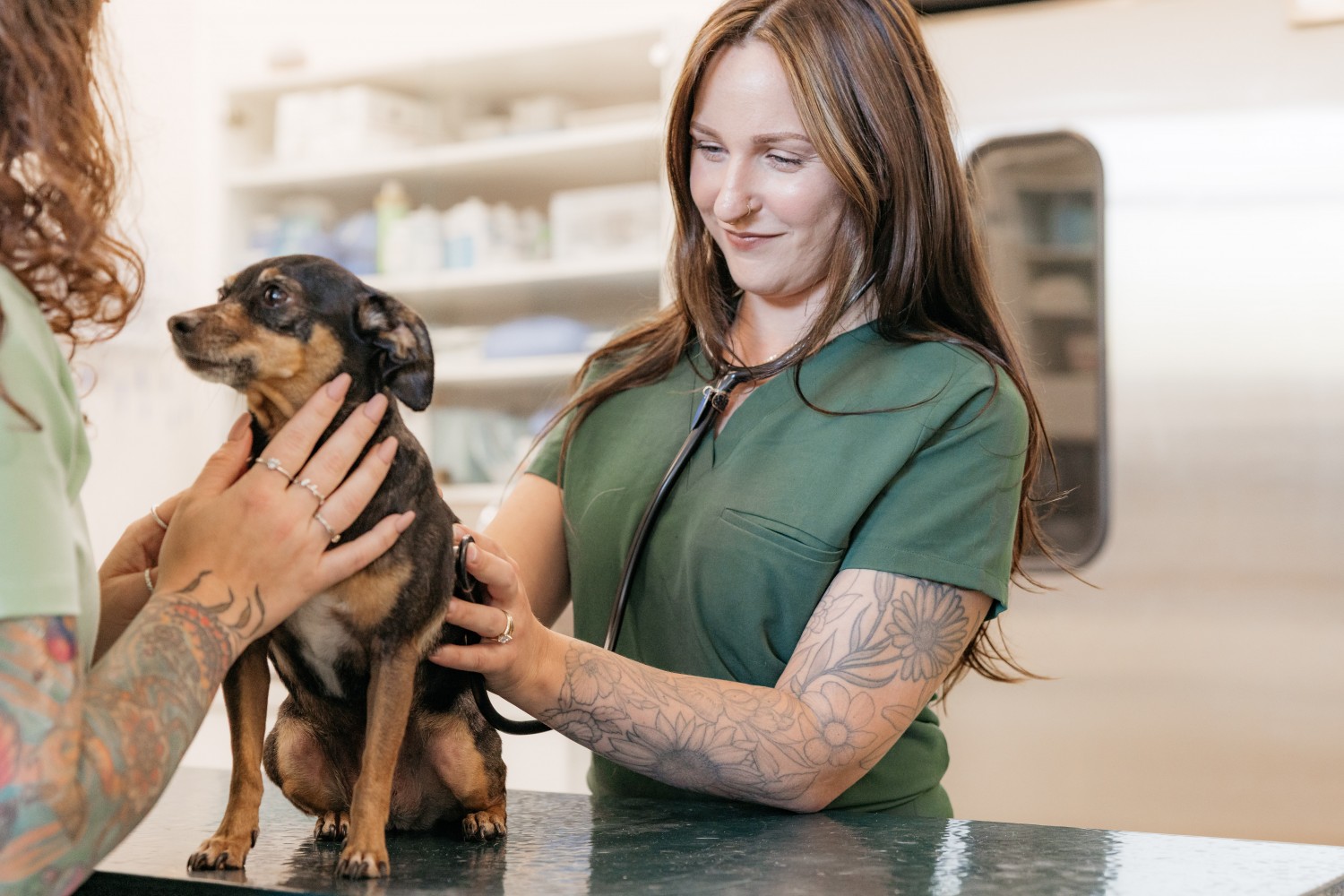 Dog getting an Exam